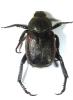 Hoplia philanthus